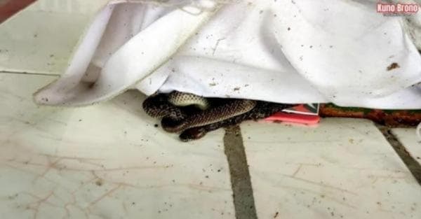 Di Desa Ini Ada Makam Kuno yang Dijaga Sepasang Ular, Bikin Merinding! Di Desa Ini Ada Makam Kuno yang Dijaga Sepasang Ular, Bikin Merinding!