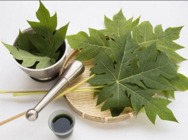 5 Manfaat Daun Pepaya untuk Kesehatan Tubuh yang Jarang Diketahui 5 Manfaat Daun Pepaya untuk Kesehatan Tubuh yang Jarang Diketahui