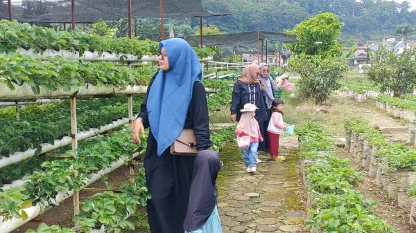 Wisatawan Petik Strawberry di Cipanas Jadi Incaran Wisata Keluarga Wisatawan Petik Strawberry di Cipanas Jadi Incaran Wisata Keluarga