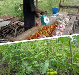 Warga Binaan Lapas Kalabahi Raih Sukses Bisnis Perkebunan Tomat