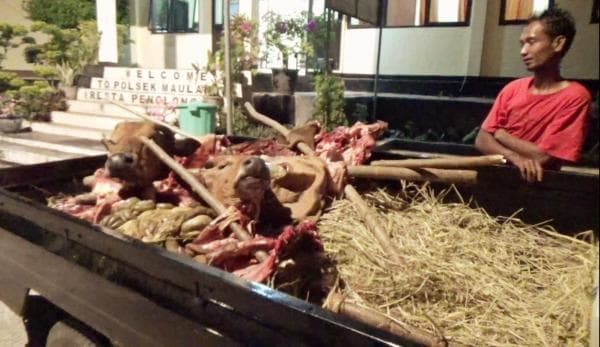 Bawa Daging ke Polsek, Warga Kota Kupang Lapor Kehilangan Sapi