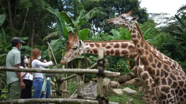 Harga Tiket Masuk Taman Safari Bogor, Wisata Safari Siang dan Safari Malam Harga Tiket Masuk Taman Safari Bogor, Wisata Safari Siang dan Safari Malam
