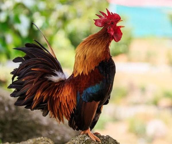 Benarkah Ayam Berkokok Tengah Malam Bertanda Gadis Mengandung Bayi tidak Sah? Benarkah Ayam Berkokok Tengah Malam Bertanda Gadis Mengandung Bayi tidak Sah?