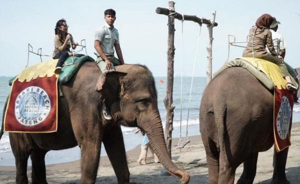 Wisata yang Viral di Batang, Jalan-jalan Naik Gajah di Pantai Wisata yang Viral di Batang, Jalan-jalan Naik Gajah di Pantai