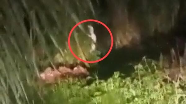 Viral Video Penampakan Pocong di Pekon Karang Anyar ,Begini Faktanya Viral Video Penampakan Pocong di Pekon Karang Anyar ,Begini Faktanya