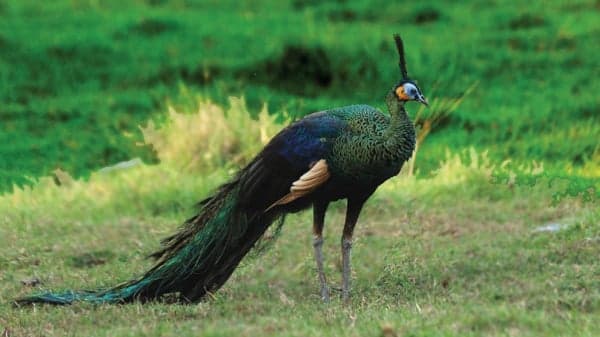 Merak Hijau Terancam Punah, Mengapa Hanya Tersisa Kurang dari 1.000 Individu di Indonesia? Merak Hijau Terancam Punah, Mengapa Hanya Tersisa Kurang dari 1.000 Individu di Indonesia?