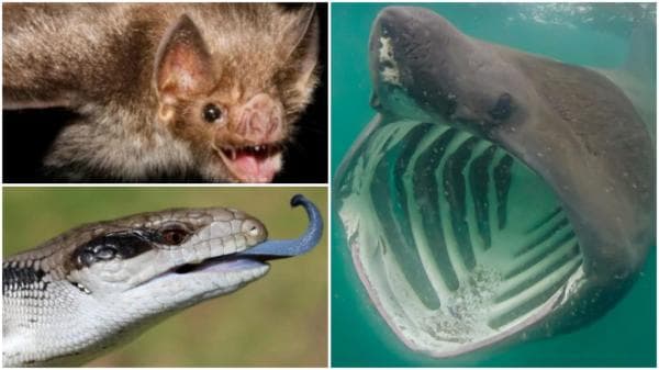 Aslinya Jinak, 10 Hewan Ini Punya Rupa yang Menyeramkan Aslinya Jinak, 10 Hewan Ini Punya Rupa yang Menyeramkan