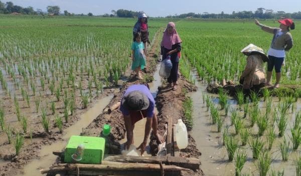 Dianggap Berkhasiat, Air Jernih di Areal Pesawahan di Cibogo Subang Diserbu Warga Dianggap Berkhasiat, Air Jernih di Areal Pesawahan di Cibogo Subang Diserbu Warga