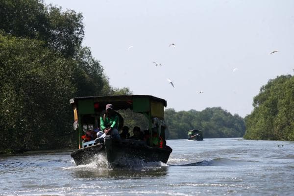 Susur Hutan Mangrove Surabaya, Melihat Burung Liar yang Indah Susur Hutan Mangrove Surabaya, Melihat Burung Liar yang Indah