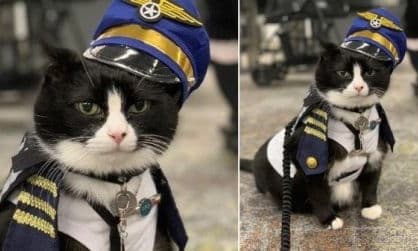 Kucing Dipekerjakan Hadapi Penumpang Gugup di Bandara San Francisco Kucing Dipekerjakan Hadapi Penumpang Gugup di Bandara San Francisco