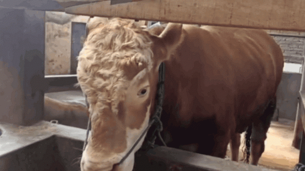 Sapi Kurban Seberat 620 kg Milik Direktur PUDAM Tirta Lawu Karanganyar Dibeli Presiden Jokowi Sapi Kurban Seberat 620 kg Milik Direktur PUDAM Tirta Lawu Karanganyar Dibeli Presiden Jokowi