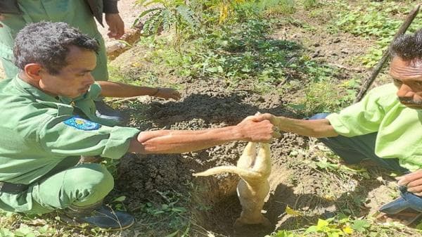Benarkah Anjing Rabies Mati Setelah Gigit Manusia? Benarkah Anjing Rabies Mati Setelah Gigit Manusia?