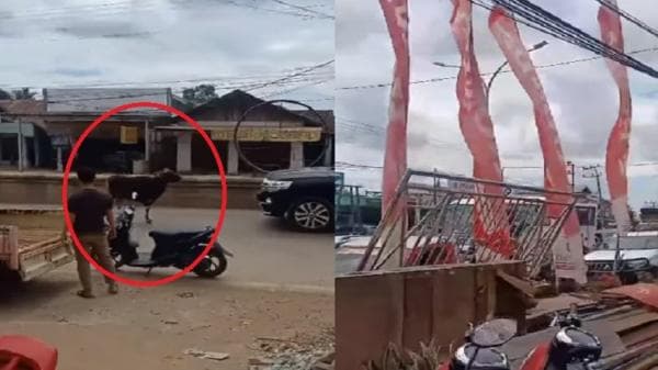 Viral Sapi Tak Bertuan Lepas di Tengah Jalan Raya, Netizen: Suka Duka Setiap Tahun Viral Sapi Tak Bertuan Lepas di Tengah Jalan Raya, Netizen: Suka Duka Setiap Tahun