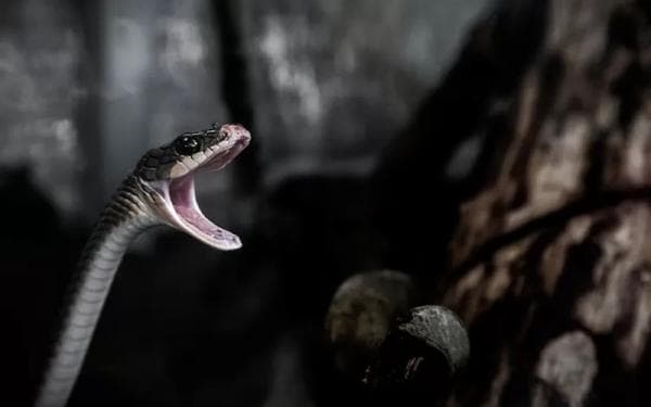 3 Siksaan Alam Kubur Orang yang Tinggalkan Sholat, Nomor 2 Bakal Ditemani Ular Syuja`ul Aqra 3 Siksaan Alam Kubur Orang yang Tinggalkan Sholat, Nomor 2 Bakal Ditemani Ular Syuja`ul Aqra