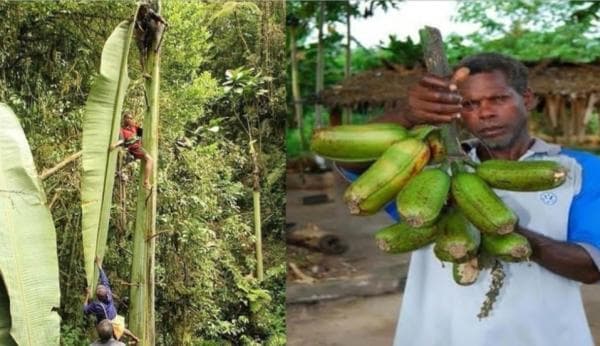 Mengenal Pisang Terbesar di Dunia di Papua, Batangnya 7 Kali Lipat dari Ukuran Normal Mengenal Pisang Terbesar di Dunia di Papua, Batangnya 7 Kali Lipat dari Ukuran Normal