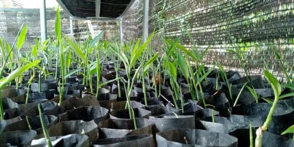 Potensi Bisnis Jahe Sebagai Tanaman Tumpang Sari, Di Kebun Sawit Riau Potensi Bisnis Jahe Sebagai Tanaman Tumpang Sari, Di Kebun Sawit Riau