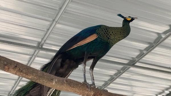 Dipertanyakan UNESCO, Ini Cara Perajin Reog Ponorogo Dapatkan Bulu Merak Dipertanyakan UNESCO, Ini Cara Perajin Reog Ponorogo Dapatkan Bulu Merak