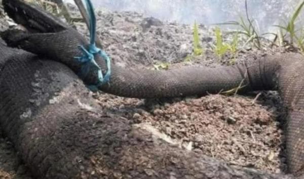 Mengungkap Misteri Ular Tangkalaluk Penunggu Hutan Kalimantan, Ditakuti Suku Dayak Mengungkap Misteri Ular Tangkalaluk Penunggu Hutan Kalimantan, Ditakuti Suku Dayak