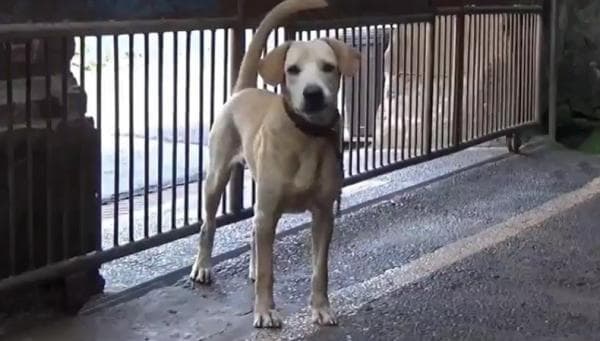 Simak Baik-baik ini Cara Hilangkan Najis Anjing Simak Baik-baik ini Cara Hilangkan Najis Anjing