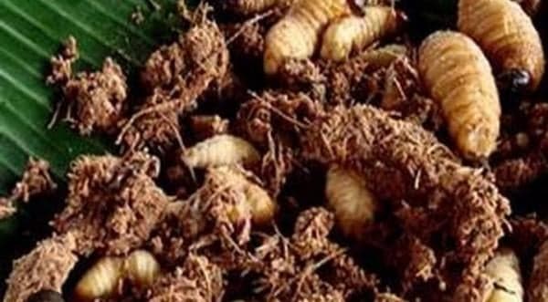 Rasa Gurih dan Tingginya Protein Ulat Kayu Khas Papua Rasa Gurih dan Tingginya Protein Ulat Kayu Khas Papua