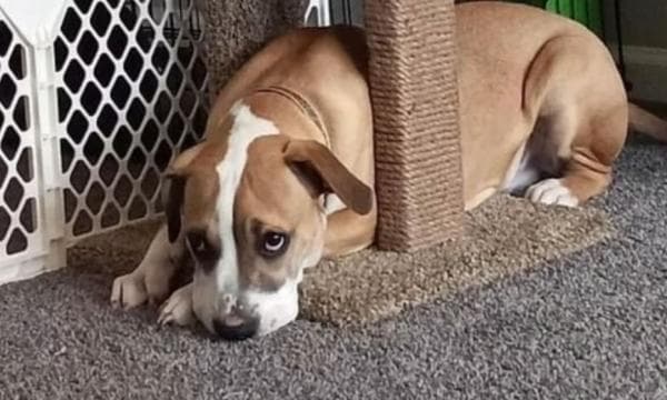 Bercinta dengan Anjing selama 6 Menit, Wanita Ini Diadili di Pengadilan Bercinta dengan Anjing selama 6 Menit, Wanita Ini Diadili di Pengadilan