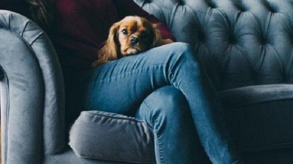 Edan! Pasutri Ini Berhubungan Seks dengan Hewan dan Memfilmkannya Edan! Pasutri Ini Berhubungan Seks dengan Hewan dan Memfilmkannya