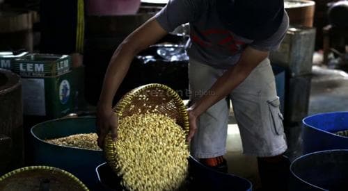 Negara Penghasil Kedelai Terbesar di Dunia Negara Penghasil Kedelai Terbesar di Dunia