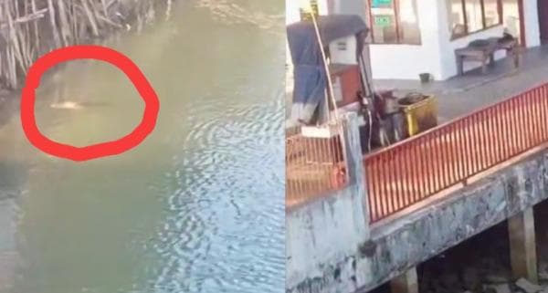 Viral Buaya Muncul di Sungai Ciliman Bikin Heboh Warga Viral Buaya Muncul di Sungai Ciliman Bikin Heboh Warga