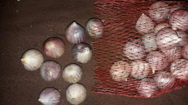 4 Manfaat Bawang Putih Lanang bagi Kesehatan, Nomer 3 Luar Biasa 4 Manfaat Bawang Putih Lanang bagi Kesehatan, Nomer 3 Luar Biasa