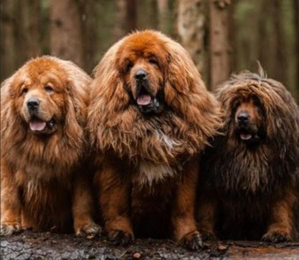 Ras Tertua dan Langka Masuk 10 Anjing Termahal di Dunia Ras Tertua dan Langka Masuk 10 Anjing Termahal di Dunia