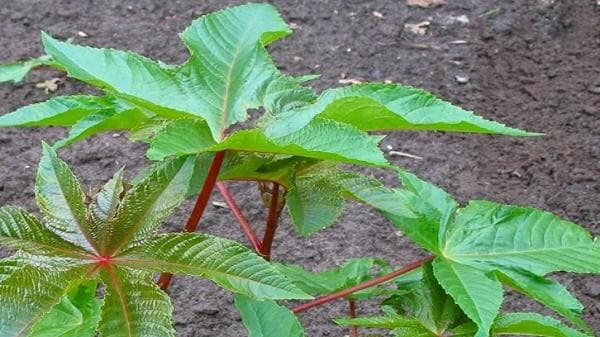 Ternyata Banyak Manfaatnya Daun Jarak, Begini Cara Mengolahnya Ternyata Banyak Manfaatnya Daun Jarak, Begini Cara Mengolahnya