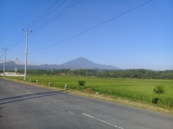 Fakta Unik, Desa Pembuat Gula Aren Alami Ada di Pemalang Meski Banyak Gula Pabrik di Pasar Luas Fakta Unik, Desa Pembuat Gula Aren Alami Ada di Pemalang Meski Banyak Gula Pabrik di Pasar Luas
