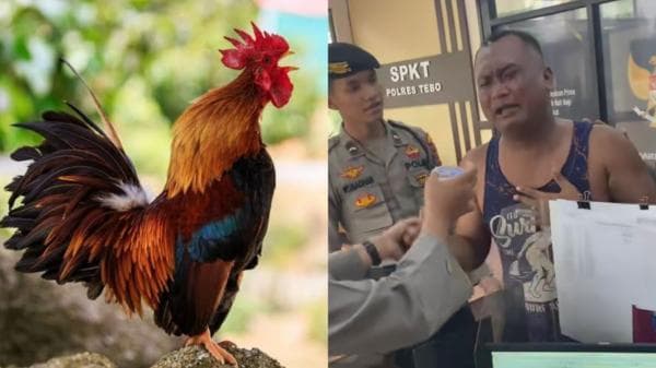 Viral Pria Bertubuh Kekar Nangis Histeris di Kantor Polisi Lapor Ayam Hilang, Ini Kata Kapolres Tebo Viral Pria Bertubuh Kekar Nangis Histeris di Kantor Polisi Lapor Ayam Hilang, Ini Kata Kapolres Tebo
