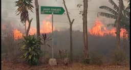 Savana  Ilalang Kawasan Ijen Terbakar, Petugas Kesulitan Padamkan Api