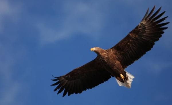 Lagu Manuk Dadali dari Jawa Barat, Lirik Beserta Artinya Lagu Manuk Dadali dari Jawa Barat, Lirik Beserta Artinya