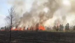 Puluhan Hektare Taman Nasional Way Kambas Habis Terbakar