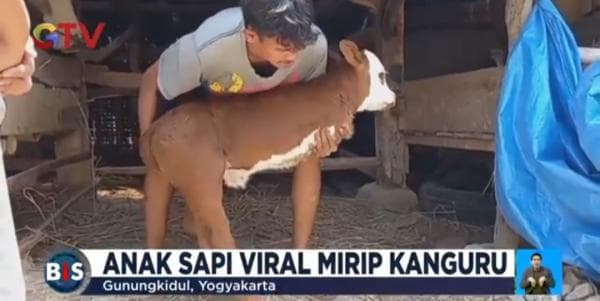 Heboh, Anak Sapi Unik Lahir Berkaki Dua Mirip Kanguru Heboh, Anak Sapi Unik Lahir Berkaki Dua Mirip Kanguru