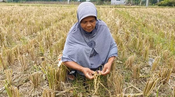 Petani Gagal Panen di Tasikmalaya Akibat Kekeringan, Usaha Penggilingan Padi Sepi Petani Gagal Panen di Tasikmalaya Akibat Kekeringan, Usaha Penggilingan Padi Sepi