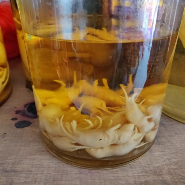 Minuman Kontroversial di Dunia: Wine Bayi Tikus jadi Obar Mujarab di China, Bikinnya Butuh 1 Tahun Minuman Kontroversial di Dunia: Wine Bayi Tikus jadi Obar Mujarab di China, Bikinnya Butuh 1 Tahun