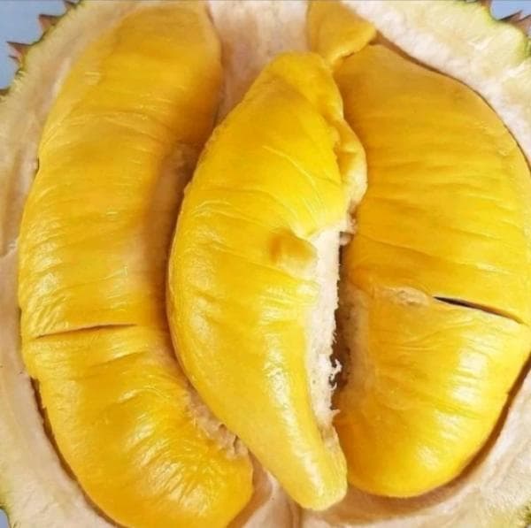 Patut Diketahui, ternyata Begini Deretan Fakta Unik dari Buah Durian Patut Diketahui, ternyata Begini Deretan Fakta Unik dari Buah Durian