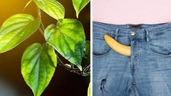 Daun Bungkus Khas Papua Banyak Manfaatnya, Salah Satunya Bisa Memperbesar Alat Vital Daun Bungkus Khas Papua Banyak Manfaatnya, Salah Satunya Bisa Memperbesar Alat Vital