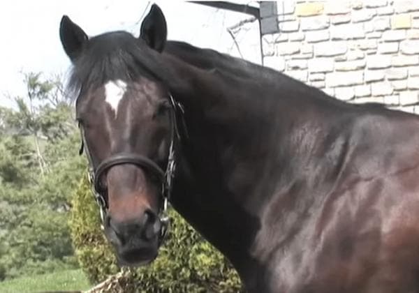 Ada yang Tembus Rp 1 Triliun, ini 5 Kuda Termahal di Dunia Ada yang Tembus Rp 1 Triliun, ini 5 Kuda Termahal di Dunia