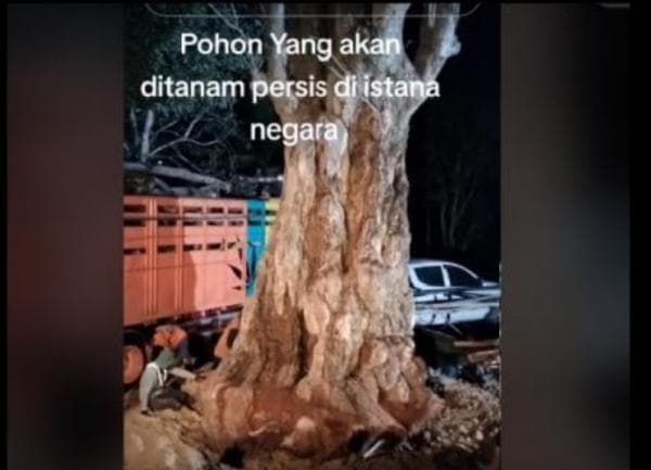 Pohon Pule Berharga 1 Miliar Rupiah Asal Sumbawa Siap Ditanam di Istana Negara IKN Pohon Pule Berharga 1 Miliar Rupiah Asal Sumbawa Siap Ditanam di Istana Negara IKN