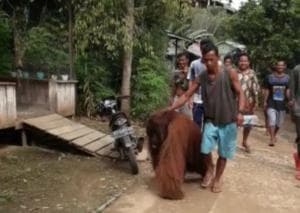 Orang Utan jadi Budak Seks Pria Hidung Belang di Kalimantan, Dibayar Rp38 Ribu Orang Utan jadi Budak Seks Pria Hidung Belang di Kalimantan, Dibayar Rp38 Ribu