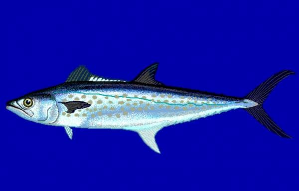 10 Manfaat Ikan Tenggiri yang Mengejutkan! Simak Selengkapnya 10 Manfaat Ikan Tenggiri yang Mengejutkan! Simak Selengkapnya