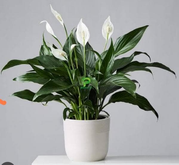 Bunda, Ini 10 Tanaman Hias Unik yang Direkomendasikan di Rumah Anda Bunda, Ini 10 Tanaman Hias Unik yang Direkomendasikan di Rumah Anda