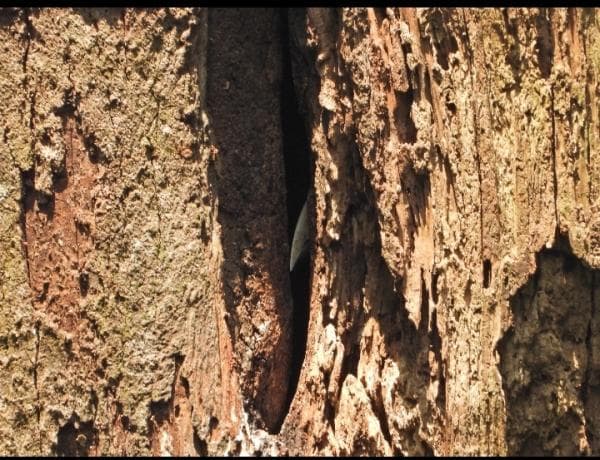 3 Jenis Burung Rangkong Bersarang di Gunung Sanggabuana, Jadi Daya Tarik Fotographer 3 Jenis Burung Rangkong Bersarang di Gunung Sanggabuana, Jadi Daya Tarik Fotographer