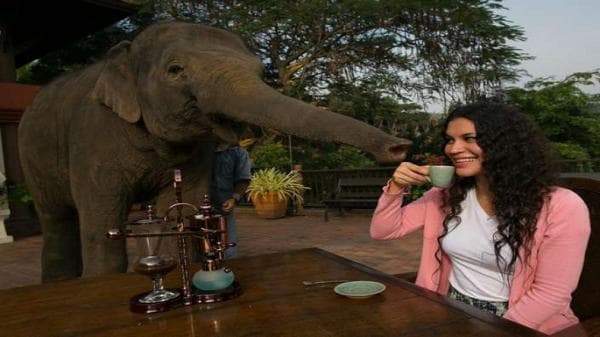 6 Fakta Menarik Kopi Gajah, Lebih Mahal dari Kopi Luwak, Ditemukan Investor Kanada 6 Fakta Menarik Kopi Gajah, Lebih Mahal dari Kopi Luwak, Ditemukan Investor Kanada