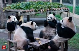 Aksi Unik!  Panda Duduk di Kursi dan Makan Seperti Manusia, Netizen Curiga : Panda Asli atau Palsu ?