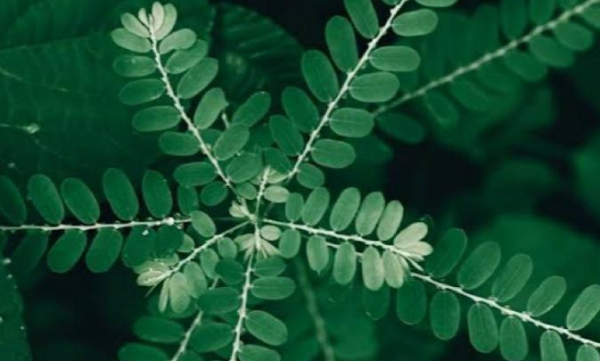 Kenali Beragam Manfaat Daun Meniran untuk Kesehatan Kenali Beragam Manfaat Daun Meniran untuk Kesehatan